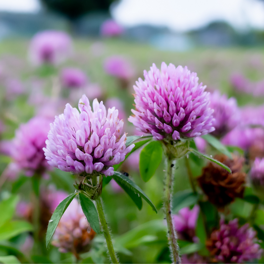 5 Reasons why Red Clover Blossoms are beneficial for your hair